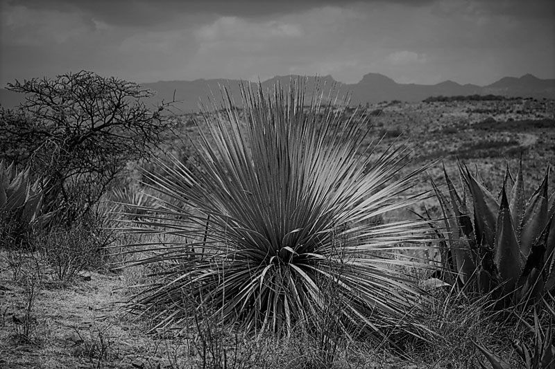 //www.izospirits.com/wp-content/uploads/2021/07/17-Sotol-Plant-in-Black-and-White-1.jpg